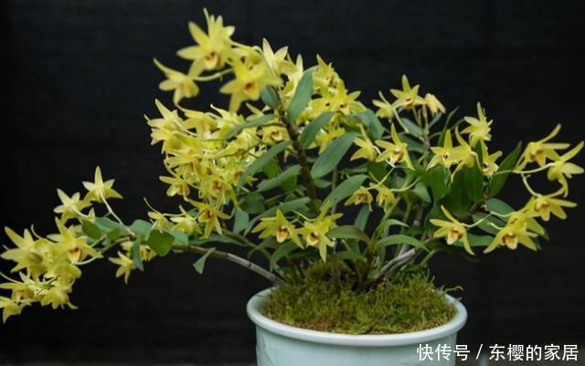 石斛长得这么茂盛,多亏我的养护方法好