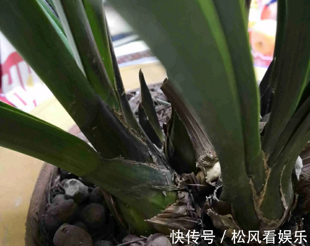 养兰花要注意秋老虎,一不小心根部就发黑,发黑原因和解决方法