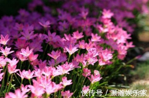 此花,人称“不死花”,耐寒耐高温!教你几招,3年开花,花开3年