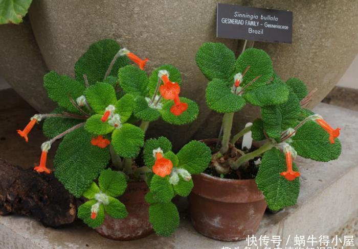 块茎|多肉贵货大岩桐属,冷门颜值高的家庭盆栽新选择