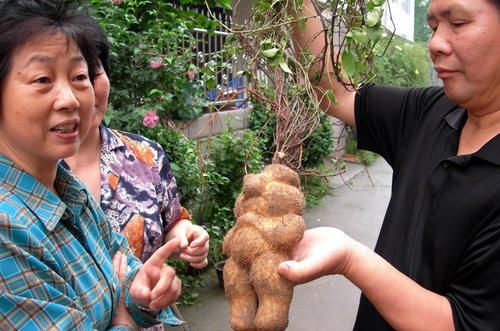 何首乌|一味中药坚持服用20天，就能把血脂降到正常