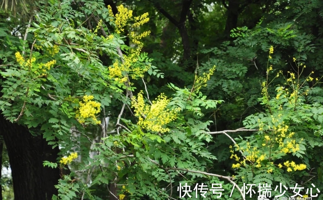 栾树花开缀枝头 树满黄金醉怡人