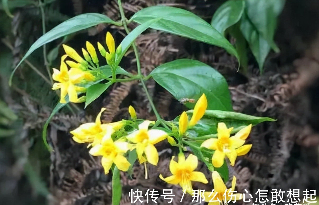 数据库|漂亮的有毒花,认识20种“大毒花”,涨知识不吃亏