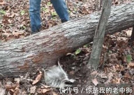 钓鱼|男子听见求救声,找过来竟发现了这个家伙