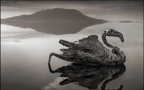  石头|非洲一处红色的湖泊，被称为“血湖”，生物与其接触会变成石头