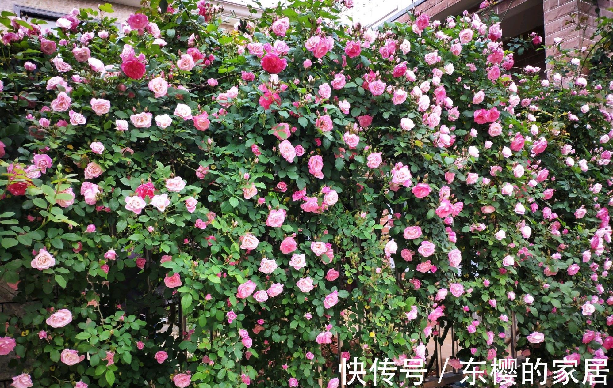 藤本樱霞|藤本樱霞，长势超快的花墙植物，一年成花墙，丰花勤花，值得拥有