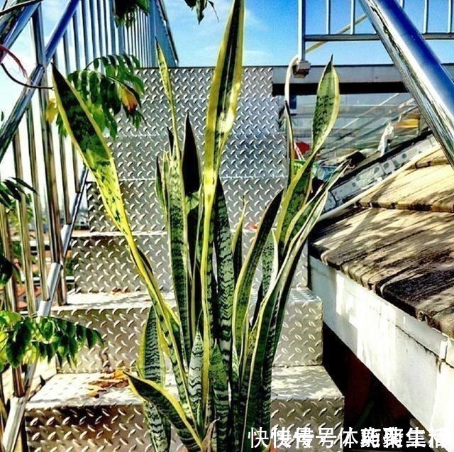 春养虎皮兰,4点“伺候好”,才能长高高,开花特仙气,好运临门!