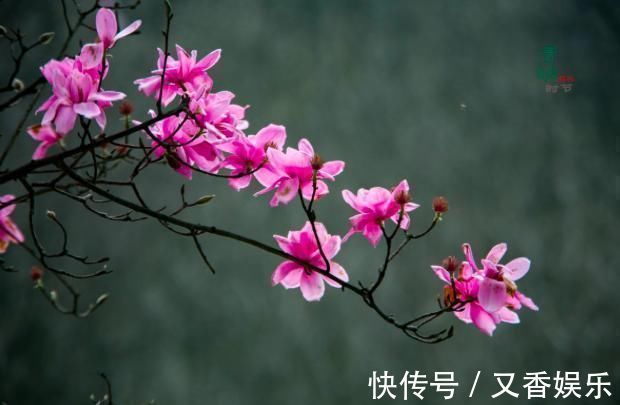 菜根谭&王维的这首诗,凄美至极,短短20字,从花开写到花落