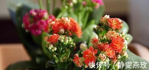 土壤|养花还在用黄豆水?你out了!现在都流行3种肥,花开旺盛