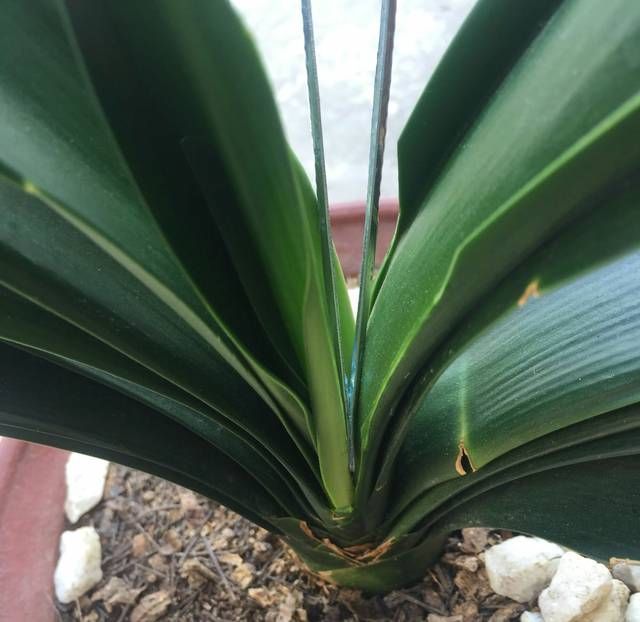 君子兰长出抽屉叶怎么办直接用刀割成开裆裤恢复吧