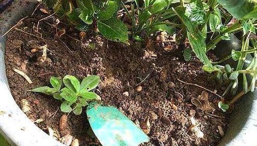 养花就用“它”,比生根水、生根粉要厉害“1倍”,养啥都能旺