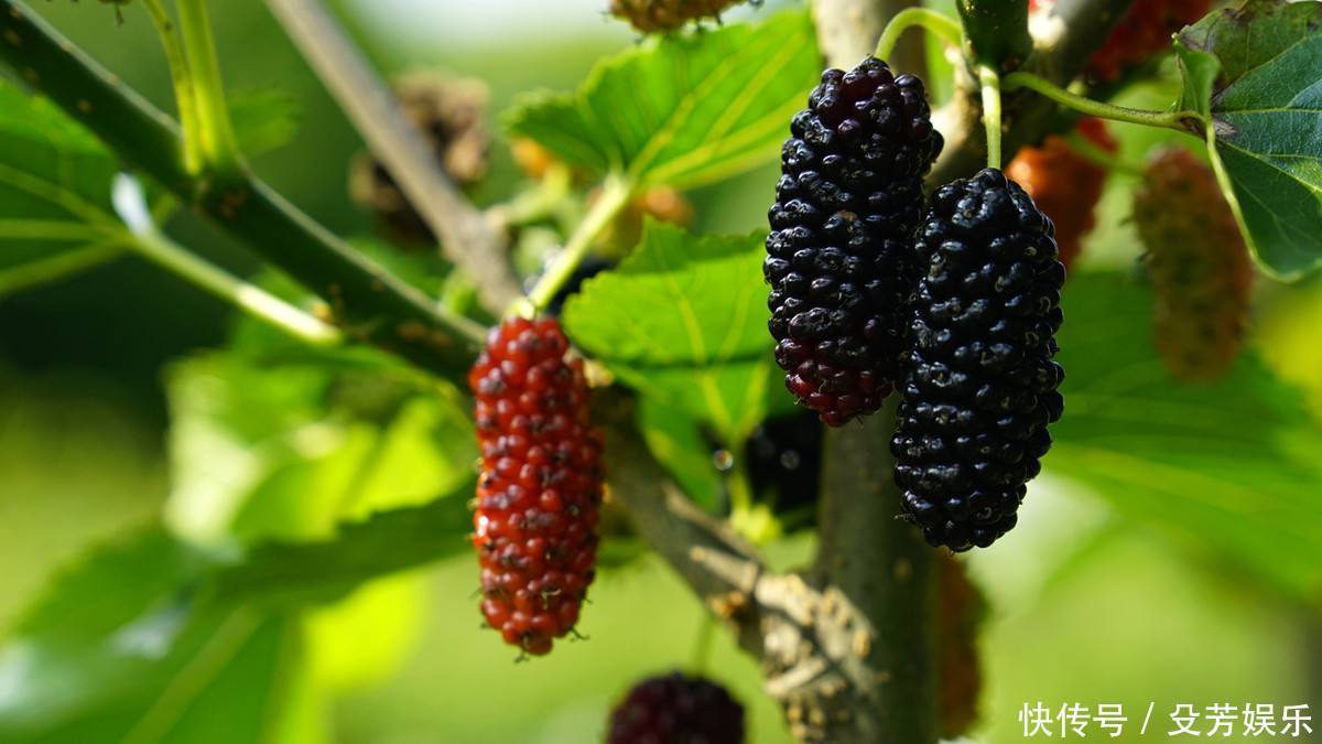 药酒|最适合冬季的“药酒方子”,温补肾阳、活血通络,赶走手脚冰凉!