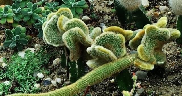 逛花市时，这4种“花”尽量不要买，因为在家里根本养不活