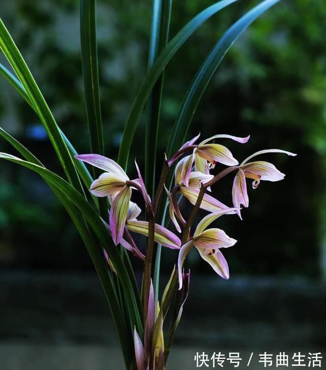 养兰花，浇水牢记3句话，兰花10年不烂根，越长越壮