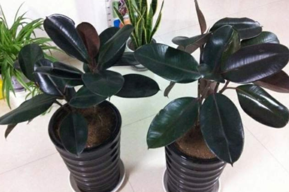 植物|有钱人都种的“镇宅树”,好看又好养,招财又进宝,你家有吗