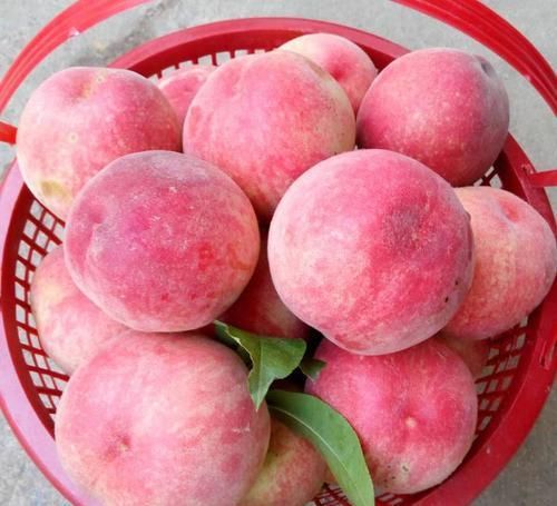 女性想要身體好，推薦3種食物，清熱排毒，潤膚養(yǎng)顏，保護(hù)心血管