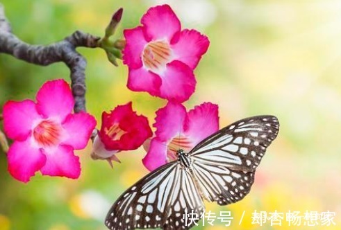 太阳花|快要临近夏天,这3种花号称“热不死”,天越热花开的越旺