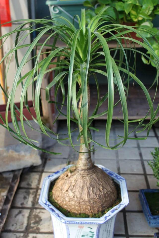 开花|6种漂亮花，都有“大肚子”，吸一次水一个月不浇，天热狂开花