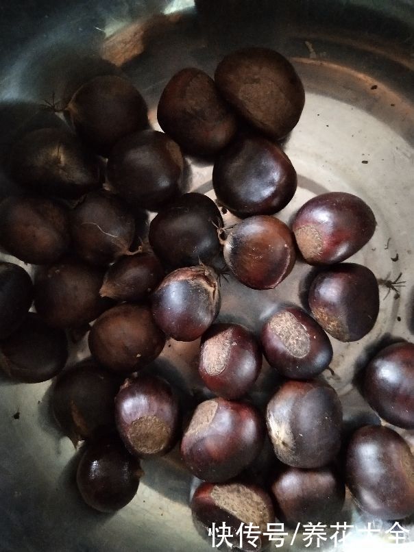  绒毛|挑选板栗要记住4要点，才能选到香甜好栗子，有虫眼的不能要