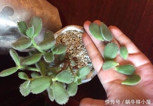 症状|多肉出现5个症状,说明根系出问题,需及时换盆!