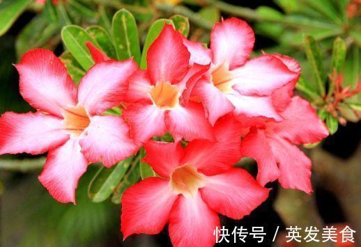 长势|让人怜惜的4种花,长势超快,全年开花,一年成花墙