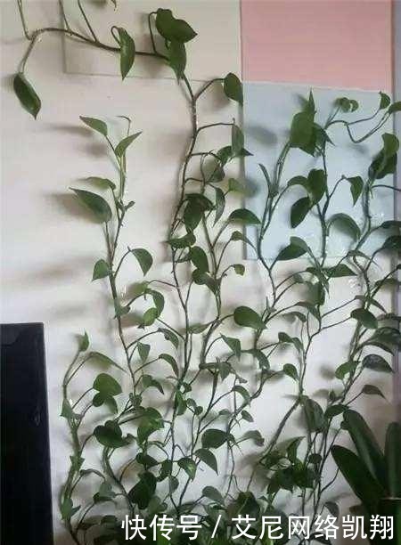 家里|给绿萝“吃个鸡蛋”,轻轻松松长满墙!