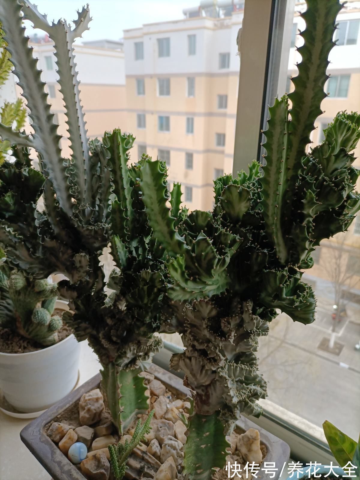 在家养几盆“丑八怪”,霸气镇宅安全感十足,寿命还特别长