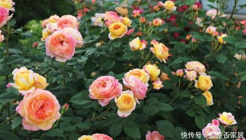 4种花便宜漂亮又好养,10元买两盆,两月变成一阳台,天天有花赏