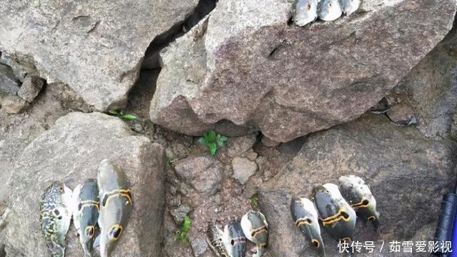 剧毒|珠江出现大量河豚,半天能钓几十条,有胆大者想带回家吃,能行吗