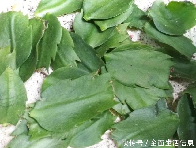 夏天蟹爪兰叶片发软发蔫,别急着浇水,做错了烂叶、烂根!