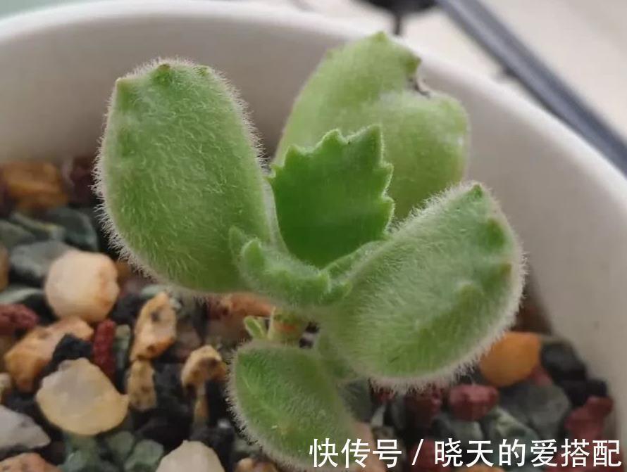 养毛绒绒多肉熊童子,做到这4点,不掉叶,呼呼长爆盆