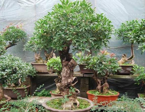 桂花树|什么发财树、平安树,都不如“2种树”,养成老桩后,很值钱!