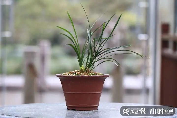 等了40年，杭州花圃里这一株花终于开了！兰花大师都开心坏了