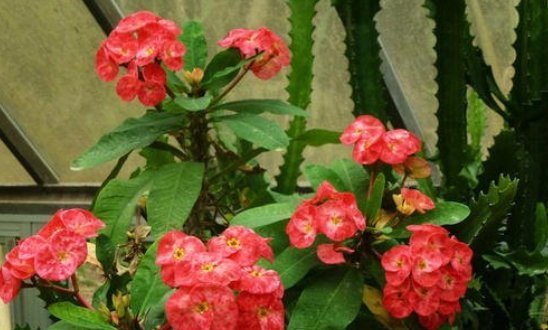 多肉植物|8种常见的花夏季就得“狠劲晒”,越晒长得越旺,越晒越容易开花