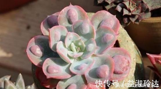 补水|给多肉浇水是门学问，5种方法，让你弄清楚该如何正确补水！