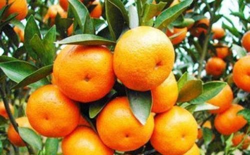 食物|助长寿大排名,此食物竟然是“长寿王”?你经常吃哪几种?