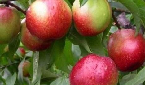 女人皮肤不好,多吃该水果,补血、保持皮肤弹性、防止皱纹发生