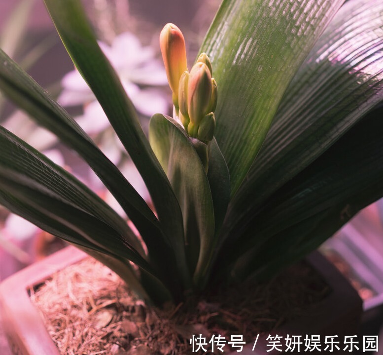 “春不出,夏不晒,秋不干,冬不湿”,君子兰的四季莳养