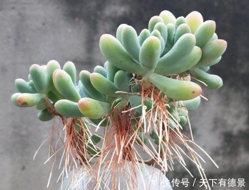 植株|多肉长出白色须根，应该如何解决？一起来看看老花农怎么做