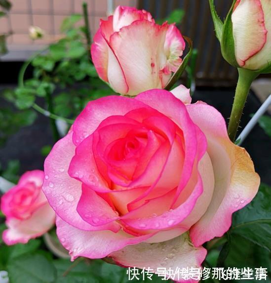 仙客来|3种高贵“女王花”，高贵迷人，雍容华贵，养护简单！