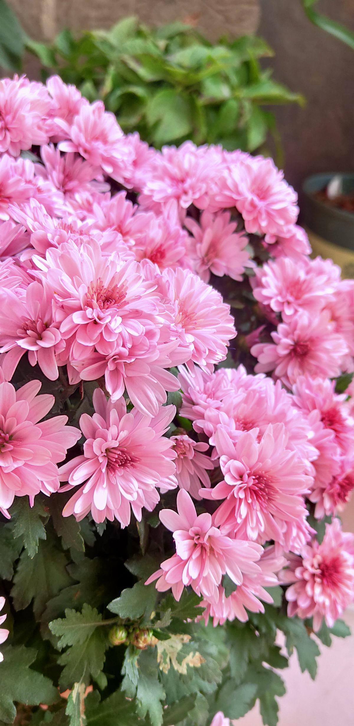 过敏|前方有花粉,花粉过敏者请小心!当然,也有花对你友好
