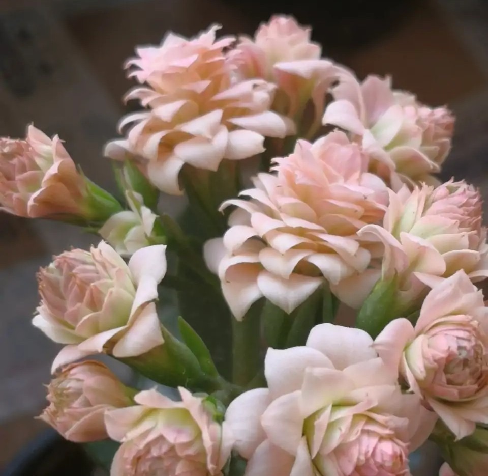 75个长寿花品种,一个比一个美,一起来认识一下吧!