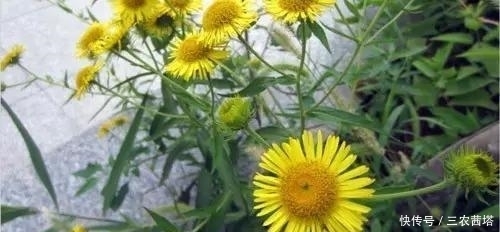 老中医|农村有几类野草,一个比一个出名,老中医最是喜爱!