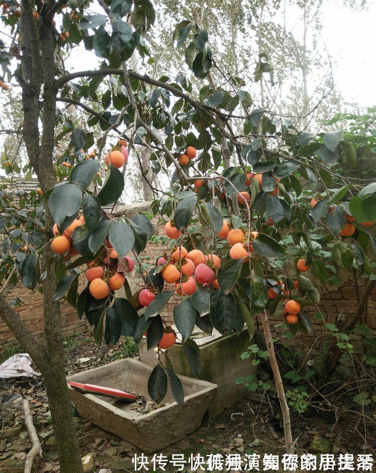 果树|3种“养人树”,漂亮有香味,能吃能观赏,建议至少养一种