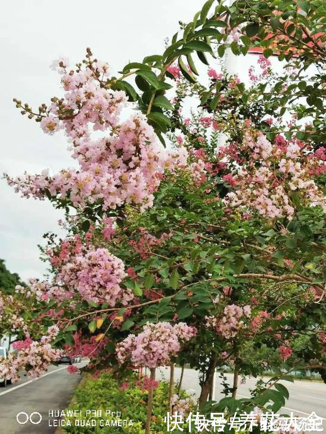 牡荆|农村当柴烧的花，原来可以当盆景，给一千块也不卖