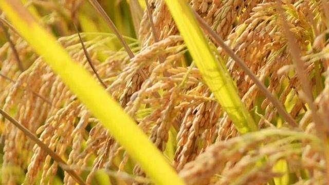 种植|农村太多养花宝贝了这2种好找又实用,回去捡一麻袋