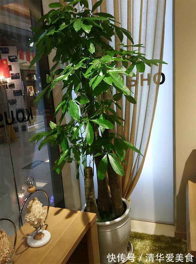 室内想养“大盆镇宅花”,建议从这10种里面选,听名字就很霸气