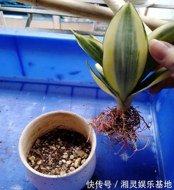 叶片|喜欢养花,可惜工作忙、没时间不怕,盆栽这些植物不用费心