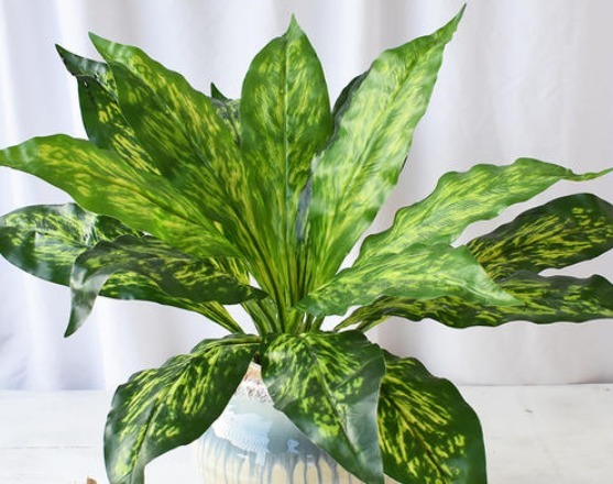 3种花一脸“富贵相”，栽上一盆，八方来财、日子过得年年有余