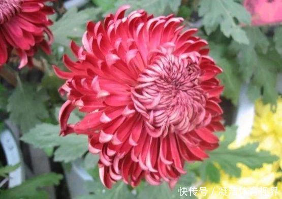 繁花似锦|家里喜欢养花，此款花卉四季常开，花色繁多易爆，四季繁花似锦